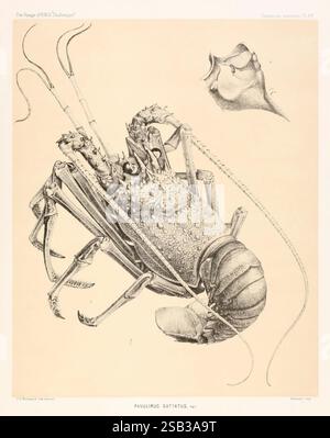Bericht über die wissenschaftlichen Ergebnisse der Reise von H.M.S. Challenger in den Jahren 1873-76 unter dem Kommando von Captain George S. Nares Edinburgh, Neill, 1880-1895. Diese künstlerische Darstellung zeigt eine detaillierte Darstellung eines Hummer, der speziell als „Panulirus guttatus“ bezeichnet wird. Die Kreatur wird in einer dynamischen Pose gezeigt, die ihren langgestreckten Körper, ihre Antennen und ihre markanten Zangen hervorhebt. Die komplizierten Texturen der Schale werden betont und zeigen die vielfältigen Muster und Oberflächendetails, die zu ihrem einzigartigen Erscheinungsbild beitragen. Um den Hummer herum deuten zarte Linien auf ein Aquat hin Stockfoto