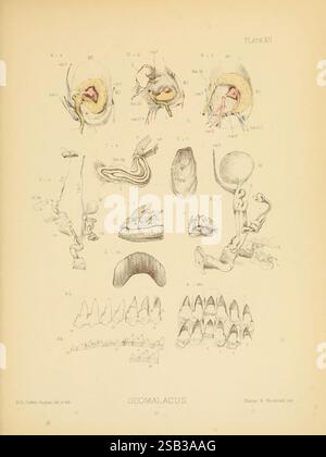 Land- und Süßwassermollusca in Indien London, Taylor and Francis, 1882, Asien, Indien, Mollusks, Muscheln, diese Abbildung zeigt detaillierte anatomische Zeichnungen verschiedener Strukturen, die mit der Art Geomalacus zusammenhängen. Die Bilder enthalten Querschnitte und Darstellungen des Fortpflanzungs- und Verdauungssystems sowie zahnärztliche Arrangements. Jedes beschriftete Diagramm bietet einen Einblick in die Morphologie dieses Organismus und zeigt seine einzigartigen biologischen Merkmale. Die komplizierten Details verdeutlichen die Komplexität seiner Anatomie, die wahrscheinlich für Bildungszwecke in einem wissenschaftlichen Kontext bestimmt ist. Stockfoto