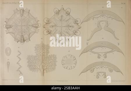 Zeitschrift für wissenschaftliche Zoologie. Leipzig, Wilhelm Engelmann, 1849-, Anatomie, Komparative, Bibliographie, Zeitschriften, Zoologie, Museum der vergleichenden Zoologie, die Illustration zeigt eine Sammlung komplizierter biologischer Diagramme, die verschiedene Formen der Meereslebewesen und ihre anatomischen Strukturen darstellen. Die Entwürfe umfassen Darstellungen von Meeresbewohnern mit detaillierten Darstellungen ihrer einzigartigen Merkmale, wie Strukturen, die an Wedel erinnern, und radiale Symmetrie. Jedes Element ist nummeriert, weist auf bestimmte Arten oder Arten hin und enthält stilisierte Darstellungen von Organismen, die Bot ausstellen Stockfoto
