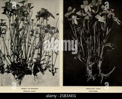 Der Garten der Natur, ein Hilfsmittel zur Kenntnis unserer Wildblumen und ihrer Insektenbesucher N.. Y, 1922, Blumen, USA, Botanik, das Bild zeigt zwei verschiedene Pflanzenarten nebeneinander. Auf der linken Seite ist der „Bluets“, wissenschaftlich bekannt als Houstonia caerulea, mit seinen zarten blauen Blüten dargestellt, die sich über einer Kulisse aus üppigem Grün befinden. Diese Pflanze wird oft mit Unschuld und Ruhe in Verbindung gebracht, die durch ihre kleinen, sternförmigen Blüten gekennzeichnet ist. Auf der rechten Seite wird das „Vogelfußviolett“ (Viola pedata) mit seinen einzigartigen violetten Blüten und schlanken, tief gelappten L präsentiert Stockfoto