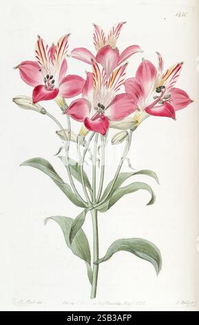 Edwards's, Botanical, Register, London, James, Ridgway, 1829-1847, 1829, 19. Jahrhundert, Botanik, Kupfer, Gravur, England, Grafik, Medien, Großbritannien, Hand, farbig, Ikonen, Zeitschriften, Bilder, Werke, Pflanzen, Einführung, Pflanzen, Zierpflanzen, rbgenr, Arthropoden, eine botanische Illustration mit einer Gruppe leuchtender rosafarbener Lilien. Die Blüten zeigen zarte Blütenblätter mit auffälligen roten und weißen Streifen vor dem Hintergrund von üppig grünen Blättern. Die Komposition fängt die Eleganz der Blüten und ihre natürliche Schönheit ein und hebt die Details jeder Blüte hervor, während sie elegant gebogen wird Stockfoto