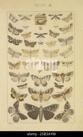 Schmetterlinge, Handschrift, zwischen 1873 und 1883, Schmetterlinge, Lebenszyklen, Manuskripte, Bildwerke, Insekten, Schmetterlinge, die Illustration zeigt eine vielfältige Sammlung von Schmetterlingen und Falter, die sorgfältig in einem Gitterformat angeordnet sind. Jedes Exemplar ist mit komplizierten Details dargestellt, die ihre einzigartigen Muster und Besonderheiten hervorheben. Der obere Teil enthält ein kreisförmiges Motiv, das möglicherweise ein Messinstrument oder ein dekoratives Element darstellt. Darunter befinden sich verschiedene Arten mit Beschriftungen und numerischen Etiketten, die die Identifizierung erleichtern. Die Gesamtkomposition spiegelt ein EM wider Stockfoto
