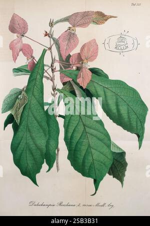 Gartenflora, Erlangen, F. Enke, 1852-1940, Botanik, Gartenbau, Deutschland, Zeitschriften, Pflanzen, Zierpflanzen, Pflanze, die Abbildung zeigt eine botanische Studie der Pflanzenart Dubatonia Rosuliana. Deutlich sichtbar sind mehrere große, leuchtend grüne Blätter mit markanten Adern. Daneben gibt es hellere rosafarbene Blätter, die in der Farbe übergehen und die Vielfalt der Pflanze verdeutlichen. Das detailreiche Rendering erfasst die Texturen und Eigenschaften der Blätter und hebt deren Größe und Form hervor. In der oberen Ecke befindet sich ein kreisförmiges Emblem, das die Klassifizierung oder den Ursprung angibt, während der Stockfoto
