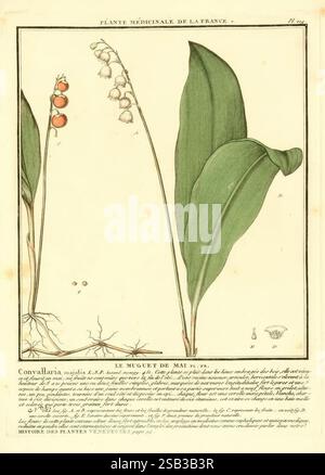 Herbier de la France, Paris, Chez l'auteur, Didot, Debure, Belin, 1780-93. Frankreich, Pilze, Heilpflanzen, Bildwerke, Pflanzen, giftige Pflanzen, die Illustration zeigt die Pflanze Convallaria majalis, allgemein bekannt als Maiglöckchen des Tales. Es zeigt zwei unterschiedliche Pflanzenexemplare, die die charakteristischen breiten grünen Blätter und die kleinen, zarten weißen glockenförmigen Blüten hervorheben, die anmutig an einem geschwungenen Stamm herabhängen. Neben der blühenden Pflanze gibt es auch hellrote Beeren, die auf die Fortpflanzungsphase hinweisen. Der untere Teil zeigt das Wurzelsystem und zeigt empfindliche Wurzeln A Stockfoto