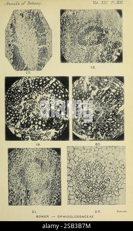 Annals of Botany London Botanik Periodika Pflanzen zeigt diese Sammlung eine Reihe detaillierter Illustrationen, die sich auf die Botanik beziehen, insbesondere auf die anatomischen Strukturen von Pflanzen aus der Familie der Ophioglossaceae. Die Bilder zeigen verschiedene vergrößerte Schnitte, die komplizierte Muster und zelluläre Anordnungen hervorheben. Jede nummerierte Abbildung stellt verschiedene Aspekte der Pflanzenmorphologie dar und betont die Vielfalt und Komplexität von Pflanzengewebe. Die visuellen Informationen sind wahrscheinlich für Bildungszwecke bestimmt, um das Studium und Verständnis botanischer Merkmale zu erleichtern Stockfoto