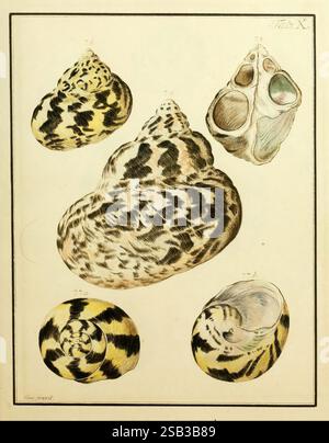 Nicolaus, Georg, Gevens, Conchylien-Kabinett, Lüneburg, bei Herold und Wahlstab, 1830, Muscheln, Bildwerke, das Kunstwerk enthält eine Zusammenstellung verschiedener Muscheln, die jeweils aufwändig illustriert sind, um ihre einzigartigen Formen und markanten Muster hervorzuheben. Die Muscheln sind in einem organisierten Layout angeordnet und weisen eine Reihe von Farben und Texturen auf, die ihre natürliche Schönheit zum Ausdruck bringen. Die obere linke Schale zeichnet sich durch ihre markante Spiralform und die leuchtenden Markierungen aus, während die obere rechte Schale ein länger gestrecktes, skulpturales Design mit einem Hauch von schimmernden Details bietet. Unten links zeigt ein kompaktes, Stockfoto