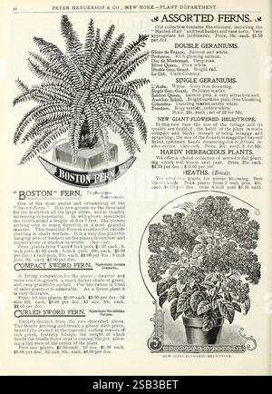 Herbst, Birnen, Katalog, New York, Peter Henderson & Co, 1900, Blumen, Farn, Gartenarbeit, Saatgut, Kataloge, Ausrüstung und Verbrauchsmaterial, Birnen, Pflanzen, Handel, Kataloge, Peter, Henderson, Co, Garten, Geschichten, in, Bloom, die Seite zeigt eine Reihe von Farnen und blühenden Pflanzen, die von Peter Henderson & Co. im New Yorker Plant Department angeboten werden. Hervorzuheben ist der „Boston Fern“, wissenschaftlich bekannt als Nephrolepis exaltata. Unter der Farnabbildung zeigen die Beschreibungen eine Auswahl an blühenden Pflanzen, darunter Doppelgeranien und ein neues riesenblühendes Heliotrop. Jede Pflanze wird von Pflege begleitet Stockfoto