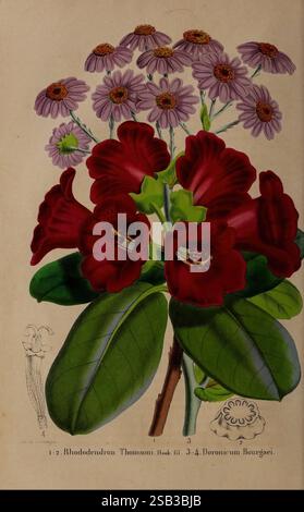 Belgique horticole Lüttich Botanik Gartenbau Zeitschriften Pflanzen, die Illustration zeigt eine lebendige Darstellung der botanischen Arten. Im Vordergrund zeigen die satten roten Blüten des Rhododendrons Thomsonii große, trompetenförmige Blüten mit einem üppigen, grünen Hintergrund aus Blättern. Dahinter sorgen zarte Gruppen kleinerer, blassvioletter Gänseblümchen für eine kontrastierende Textur und Farbe. Die Komposition wird mit detaillierten Skizzen ihrer jeweiligen anatomischen Merkmale vervollständigt, die das Studium dieser exquisiten Pflanzen verbessern. Stockfoto