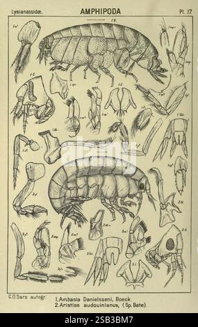 Ein Bericht über die Crustacea von Norwegen Amphipoda, Plates, Christiania, A. Cammermeyer, 1895-1928, Norwegen, Crustacea, diese detaillierte Abbildung zeigt verschiedene Arten von Amphipoden und hebt deren anatomische Merkmale und Klassifikationen hervor. Es enthält beschriftete Diagramme, die Körperstrukturen wie Anhängsel, Kiemen und Mundteile darstellen. Jede nummerierte Probe wird akribisch gerendert, so dass ein klarer Überblick über die für die Identifizierung und Untersuchung wesentlichen morphologischen Merkmale gegeben ist. Die beigefügten Etiketten geben wissenschaftliche Namen an, die ihre taxonomischen Beziehungen innerhalb der Ordnung am betonen Stockfoto