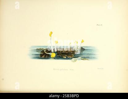 Illustrationen der britischen Mykologie London Reeve Benham und Reeve 1847-55 Pilze Großbritannien Mitrula paludosa ig Pilze Mykologie Anna Maria Hussey Frauen in der Wissenschaft Sumpffeuer Bog Beacon, die Szene zeigt eine ruhige aquatische Umgebung, die die zarte Schönheit von Wasserpflanzen zeigt. Im Vordergrund schweben kräftige dunkelgrüne Blätter anmutig auf der Oberfläche und bilden eine üppige Kulisse für die markanten gelben, kappenartigen Strukturen, die aus dem Wasser hervorgehen. Diese leuchtend gelben Formationen, die kleinen Pilzen ähneln, verleihen einen Farbakzent und ziehen das Auge auf sich, während das ruhige Wasser ihre Formen reflektiert Stockfoto