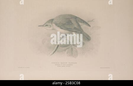 Die britische Grasblers London R.H. Porter 1907-1914 Birds Great Britain Sylviidae zeigt einen hoch sitzenden Vogel, der mit komplizierten Details dargestellt ist, die seine Federn und Form hervorheben. Sie ist aus einem Seitenwinkel dargestellt, sodass Kopf, Körper und Schwanz frei sichtbar sind. Den Vogel umgeben zarte Blätter, die der Komposition einen Hauch von natürlicher Eleganz verleihen. Die akribische Schattierung verbessert die Tiefe und Textur des Vogels und des Laubs. Unter der Abbildung finden Sie einen Titel und eine Attribution, was darauf hindeutet, dass es Teil einer Publikation ist, die sich auf Vogelthemen konzentriert. Die Gesamtauslegung Stockfoto