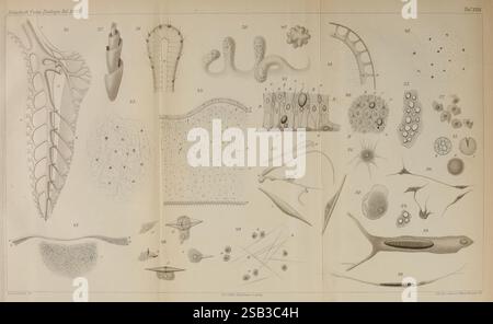 Zeitschrift für wissenschaftliche Zoologie. Leipzig, Wilhelm Engelmann, 1849-, Anatomie, Komparative, Bibliographie, Zeitschriften, Zoologie, Museum of Comparative Zoology, eine komplizierte Illustration, die verschiedene mikroskopische Organismen und Zellstrukturen zeigt, einschließlich verschiedener Formen wie einzellige Lebewesen, und detaillierte Darstellungen von Pflanzen- und tierischen Zellen. Das Arrangement hebt die Komplexität des Lebens auf mikroskopischer Ebene hervor und zeichnet sich durch langgezogene und unterschiedliche Formen, komplexe Zellwände und markante morphologische Eigenschaften aus. Jede Figur ist akribisch beschriftet, Indicati Stockfoto