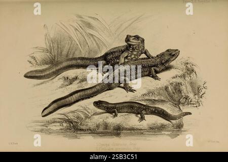 Proceedings of the Zoological Society of London, London, Academic Press Periodicals, Zoology, Eidechsen, die Szene zeigt drei verschiedene Arten von Salamandern, die ihre einzigartigen Eigenschaften und Größen zeigen. Die ersten beiden sind größer und scheinen Dominanz oder Paarungsverhalten zu zeigen, wobei eine auf der anderen positioniert ist. Ihre strukturierte Haut ist detailreich und hebt die Skalen und Muster hervor, die ihre Spezies charakterisieren. Der dritte Salamander ist kleiner und liegt rechts auf, weist eine schlanke Form und glattere Haut auf. Der Hintergrund ist mit abstrakten organischen Linien versehen Stockfoto