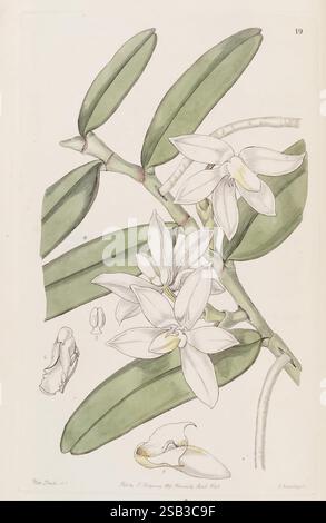 Edwards's Botanical Register, London, James Ridgway, 1829-1847, 1829, 19. Jahrhundert, Botanik, Kupferstich, England, grafische Medien, Großbritannien, handkoloriert, Ikonen, Zeitschriften, Bildwerke, Pflanzeneinführung, Zierpflanzen, Thrixspermum calceolus, Sarcochilus calceolus, Blüten, Sarah Ann Drake, 2, Frauen in Wissenschaft, Orchidee, die Illustration zeigt eine delikate botanische Studie mit einer Gruppe eleganter weißer Orchideen, deren markante, sternförmige Blumen im Vordergrund stehen. Die üppig grünen Blätter, lang und glänzend, bilden einen auffälligen Kontrast zu den Blüten. Stockfoto
