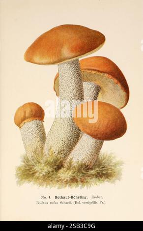 Führer für Pilzfreunde. Zwickau i.s., Förster & Borries, 1896, Pilze, leccinum versipelle, Leccinum aurantiacum, Holzstich, Pilze giftig, Eine Gruppe von drei verschiedenen Pilzen taucht aus einem Büschel von grünem Moos hervor. Der höchste Pilz hat einen kräftigen, gesprenkelten Stiel, der in einer breiten, orange-braunen Kappe endet, die leicht nach außen gebogen ist und eine glatte Oberfläche aufweist. Flankiert werden zwei kleinere Pilze: Einer mit einem ähnlich strukturierten Stamm steht stolz neben dem größeren Exemplar, der andere ist etwas kürzer und neigt sich seinem größeren Begleiter zu. Jeder Pilz zeigt ein reichhaltiges, erdiges Co Stockfoto