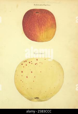 William Coxe, Manuskript, 1810–1831, die Illustration zeigt zwei verschiedene Apfelsorten, die übereinander dargestellt werden. Der oberste Apfel, genannt „Redstreak of Kent“, zeigt einen leuchtenden rot-orangen Farbton mit kleinen Flecken, die seine strukturierte Oberfläche und runde Form hervorheben. Der untere Apfel mit der Aufschrift „Haute Bonté“ zeichnet sich durch seine blassgelbe Farbe aus, die mit dezenten roten Flecken verziert ist und ihm ein einzigartiges Aussehen verleiht. Beide Äpfel sind im botanischen Stil dargestellt und betonen ihre natürlichen Formen und Texturen vor neutralem Hintergrund. Stockfoto