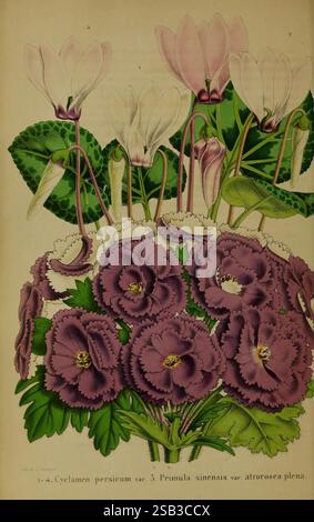 Belgique Horticole, Lüttich, Botanik, Gartenbau, Zeitschriften, Pflanzen zeigt die Illustration eine lebendige botanische Komposition, die eine Vielzahl von Blumen hervorhebt. Im Mittelpunkt der Szene steht eine üppige Anordnung von tiefvioletten Primaten, die sich durch ihre samtigen Blüten und ihren markanten kreisförmigen Cluster auszeichnen. Um sie herum sind zarte Zyklamen mit herzförmigen Blättern und eleganten, nach oben gerichteten Blüten in Rosa- und Weißtönen. Diese faszinierende Ausstellung zeigt die Vielfalt der floralen Formen und Farben vor einem subtilen Hintergrund, der die komplizierten Details jeder Blüte und jedes l unterstreicht Stockfoto