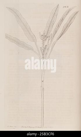 The Botanical Register, London, gedruckt für James Ridgway, 1815-1828, 1815, 19. Jahrhundert, Botanik, Kupferstiche, England, Grafikmedien, Großbritannien, handkoloriert, Ikonen, Zeitschriften, Bildwerke, Pflanzeneinführungen, Zierpflanzen, 10, eine detailreiche Abbildung zeigt eine Pflanze mit schlanken, lang gestreckten Blättern, die sich anmutig von einem zentralen Stamm erstrecken. Die Blätter sind so angeordnet, dass ihre empfindliche Struktur sichtbar wird, wobei feine Adern komplizierte Muster über ihre Oberfläche ziehen. An der Spitze des Stammes ist eine Gruppe kleiner Knospen zu sehen, die auf die Pflanze hindeuten Stockfoto