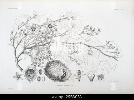 Tentamen, Florae, Abessinicae, Parisiis, Arthus, Bertrand, 1847–1851, Eine botanische Illustration, die verschiedene Stufen und Teile der Monodora macrantha-Pflanze zeigt. Die Komposition zeigt komplizierte Details der Zweige der Pflanze, die mit zarten Blüten und Früchten verziert sind. Die Blätter sind anmutig dargestellt und betonen ihre Form und Textur. Nahaufnahmen verschiedener Fruchtarten zeigen einzigartige Merkmale, wie die Stachelaussenfassungen und die Anordnung der Samen im Inneren. Dieses Kunstwerk unterstreicht die Schönheit und Komplexität der Anatomie der Pflanze und verbindet wissenschaftliche Präzision mit AR Stockfoto