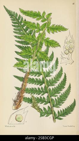 Die britischen Farne oder farbige Figuren und Beschreibungen mit den notwendigen Analysen der Fruktifizierung und Verehrung der Farne von Großbritannien und Irland London, Lovell Reeve, 1861. Polystichum aculeatum, Hard Shield Farn, Aspidium aculeatum, Feigenschild Farn, Botanik, Farne, Großbritannien, Bildwerke, Pflanze, Irland, Fruktification, Venation, Walter Fitch, Eine detaillierte botanische Illustration zeigt einen Farn mit komplizierten Blattmustern und verschiedenen Grüntönen. Der Hauptfarn ist mit langgezogenen Wedeln dargestellt, die anmutig nach außen gewölbt sind, während der Mittelstamm deutlich d ist Stockfoto