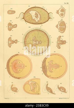 Untersuchungen über die Bryozoen des süssen Wassers, Cassel, T. Fischer, 1890, Bryozoa, Süßwassertiere, Deutschland, Preußen, diese Illustration zeigt eine Sammlung detaillierter wissenschaftlicher Zeichnungen verschiedener mikroskopischer Organismen oder Zellen. Der mittlere Abschnitt zeigt eine kreisförmige Ansicht, die wahrscheinlich einen bestimmten Organismus darstellt, umgeben von mehreren kleineren Figuren, die unterschiedliche Vergrößerungen und anatomische Strukturen zeigen. Jede Abbildung ist mit numerischen Bezeichnern versehen, die eine systematische Referenz für die Untersuchung darstellen. Die Anordnung der Organismen hebt ihre komplizierten Details hervor und V Stockfoto