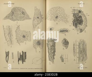Annalen der Botanik, London, Botanik, Zeitschriften, Pflanzen, diese detaillierte Abbildung zeigt verschiedene mikroskopische Strukturen von Bryophyten, insbesondere das Leitsystem. Die Diagramme enthalten komplexe Darstellungen von Zellen und Geweben, die die komplexe Anordnung und die Funktionen dieser Pflanzen hervorheben. Jede beschriftete Abbildung bietet Einblicke in verschiedene anatomische Merkmale wie Stomata, leitende Stränge und Gewebeanordnungen. Die Lehrinhalte betonen die Einzigartigkeit der Bryophytenphysiologie und machen sie zu einer wertvollen Ressource für Botaniker und Studenten Stockfoto
