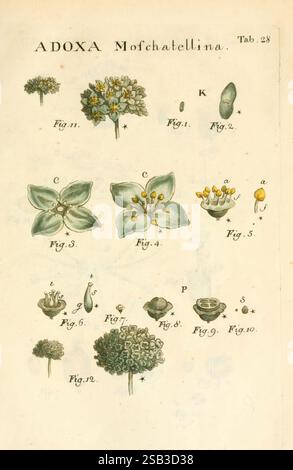 Illustratio systematis sexualis Linnaeani Francofurti ad Moenum, Varrentrapp et Wenner, 1789. Pflanzenklassifizierung Linnaeus der New Yorker Botanische Garten Bildwerke Carl von Linné Adoxa moschatellina, die Illustration zeigt verschiedene botanische Exemplare, die mit der Adoxa Mofchatellina Pflanze verwandt sind. Das Arrangement enthält detaillierte Zeichnungen von Blumen und Laub, die mit Abbildungen als Referenz gekennzeichnet sind. Jede Abbildung hebt verschiedene Aspekte der Anatomie der Pflanze hervor, wie Blüten, Blätter und Samenstrukturen. Die komplizierten Linien und Schattierungen unterstreichen die zarten Merkmale der Pflanzen, prov Stockfoto