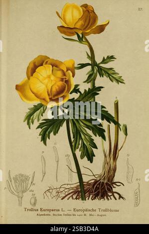Atlas der Alpenflora v.1 Wien Alpenvereins 1882 Alpenatlanten Bergpflanzen der New Yorker Botanische Garten, Eine Darstellung des Trollius europaeus, allgemein bekannt als Europäischer Globeflower. Die Abbildung zeigt eine blühende Pflanze mit leuchtenden gelben Blüten, die die komplizierten Details ihrer Blütenblätter und Blätter einfängt. Um die zentrale Pflanze herum befinden sich beschriftete Darstellungen verschiedener botanischer Merkmale, einschließlich Blütenstrukturen und Wurzelsysteme, die Einblicke in ihre Anatomie und ihr Wachstum geben. Der Hintergrund betont den natürlichen Lebensraum der Pflanze und hebt ihre Präsenz in alpinen Regionen hervor Stockfoto