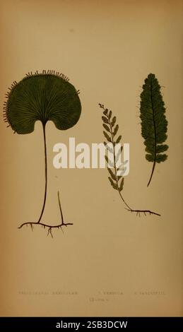 Farne, britisch, exotisch, 1856-60, Farne, die Abbildung zeigt drei unterschiedliche Arten von Wasser- und Landpflanzen. Auf der linken Seite befindet sich *Trichomanes reniforme*, das sich durch seine abgerundeten, nierenförmigen Fronten auszeichnet, die eine satte grüne Farbe und eine zarte Textur aufweisen. In der Mitte, *T. Venosum* zeigt fein detaillierte, gefiederte Blätter, die in einer Reihe eleganter Muster angeordnet sind und die komplexe Venenstruktur der Pflanze demonstrieren. Rechts, *T.. Bancroftii* präsentiert sich in einer länger gestreckten und schlankeren Form mit verlängerten Fronten, die ein einzigartiges Segmentierungsmuster aufweisen. Jede Pflanze ist Meticulousl Stockfoto