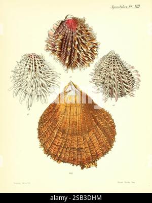 Conchologia Iconica oder Illustrations of the Muscheln of Molluscous Animals, London, Reeve, Brothers, 1843-1878, Mollusks, Pictorial Works, Muscheln, die Illustration zeigt eine Sammlung von detaillierten Muscheln aus der Gattung Spondylus. Oben links zeigt eine Schale ein zartes spiralförmiges Design mit ausgeprägten Graten, die ihre einzigartige Struktur betonen. Daneben zeigt ein weiteres Exemplar ein ausgeklügeltes Muster, das durch gekrümmte Linien und Stacheln gekennzeichnet ist, die eine auffällige visuelle Textur erzeugen. Unten zeigt die größte Schale einen leuchtenden orangefarbenen Farbton mit markanten radialen Linien und Stockfoto