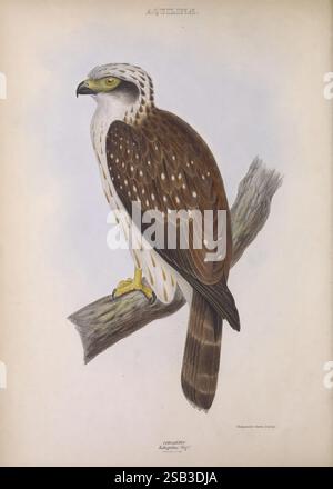 Die Gattungen der Vögel, 1849, Vögel, Verhaltensklassifizierung, Bildwerke, Vogelschauspiel., Ein wunderschön illustrierter Vogel, der auf einem Zweig thront und ein auffälliges Gefieder mit einer Mischung aus weißen und braunen Federn zeigt, die mit unverwechselbaren Flecken verziert sind. Der scharfe Schnabel und die scharfen Augen des Vogels spiegeln seine räuberische Natur wider, während seine kräftigen Krallen den Ast souverän fassen. Die komplizierten Details unterstreichen die Textur der Federn und die Eleganz seiner Haltung und halten das Wesen dieses majestätischen Raptors fest. Oben ist der Titel „Aquila“ elegant eingeschrieben, was auf seine Klassifizierung hindeutet Stockfoto