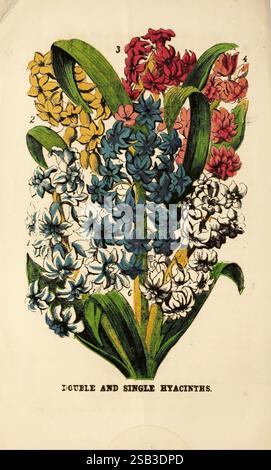Dreers beschreibender Katalog von Zwiebeln und anderen Blütenwurzeln mit Anweisungen für ihre Kultur und Verwaltung, winterblühende Pflanzen, Rosen usw. Philadelphia, Pa, Henry A. Dreer, 1871. Blumen, Samen, Kataloge, Baumschulen, Gartenbau, Zwiebeln, Pflanzen, Doppel- und Einzelhyazinthen, Gartengeschichten, in Blüte, Eine lebendige Darstellung von Hyazinthen Blüten in verschiedenen Farben und Formen. Der Blumenstrauß umfasst sowohl Doppel- als auch Einzelblüten, wobei Blau-, weiß-, Gelb- und Rosa-Schattierungen hervorgehoben sind. Die Blüten sind mit üppigen grünen Blättern angeordnet, die ihre Schönheit verstärken. Jeder Blumentyp Stockfoto