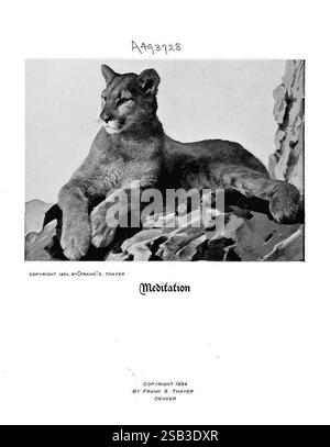 Hufe, Klauen und Geweihe der Rocky Mountains, vor der Kamera, Denver, Co, F.S. Thayer, 1894, Tiere, malerische Werke, Ein majestätischer Berglöwe liegt auf einem Felsvorsprung und strahlt eine ruhige und doch kraftvolle Präsenz aus. Der starke Körper und der konzentrierte Blick der Großkatze deuten auf einen Moment tiefer Besinnung hin. Die umliegende natürliche Umgebung verstärkt die königliche Gestalt des Löwen und zeigt seine Rolle als Symbol für Stärke und Ruhe in der Wildnis. Über dem Löwen ist das Wort „Meditation“ elegant eingeschrieben und spiegelt die ruhige und introspektive Stimmung wider, die in dieser beeindruckenden Darstellung festgehalten wird. Stockfoto