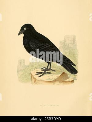 A History of the Birds of Europe, not observed in the British Isles, London, G. Bell & Sons, 1875-1876, History, Birds, Europe, Ornithologie, Bildwerke, Corvus monedula, eurasische Jackdaw, Eine auffällige Darstellung eines schwarzen Vogels steht im Vordergrund, die seine eleganten Federn und seine unverwechselbare Haltung zeigt. Der Kopf des Vogels wird leicht gedreht, sodass man die einzigartigen Details seines Auges und die scharfe Kontur seines Schnabels bewundern kann. Er steht auf einer strukturierten Oberfläche, die einem Felsen oder Ast ähnelt und seinen natürlichen Lebensraum unterstreicht. Der Hintergrund bleibt subtil und lenkt die Aufmerksamkeit auf den Vogel Stockfoto