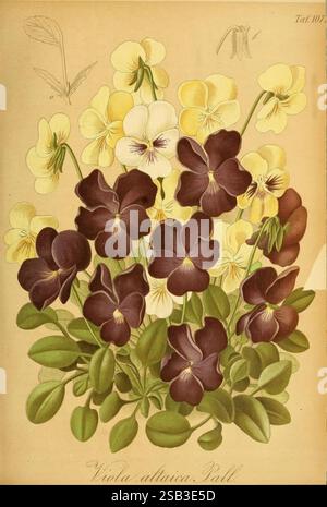 Gartenflora Erlangen F. Enke 1852-1940 Botanik Gartenarbeit Deutschland Zeitschriften Pflanzen Zierpflanzen Pflanzenblume, Eine lebendige Gruppe von Violen zeigt eine atemberaubende Farbpalette, mit tiefvioletten und gelben Blüten inmitten üppig grüner Blätter. Die komplizierten Details jeder Blüte betonen die einzigartigen Formen und Texturen der Blütenblätter, während die harmonischen Farbtöne eine beeindruckende visuelle Wirkung erzeugen. Über den Blüten deuten zarte Skizzen zusätzlicher floraler Elemente auf den botanischen Ursprung dieser Komposition hin und betonen die Schönheit und Vielfalt der Bratschenarten. Das Stück trägt den Titel 'VI Stockfoto