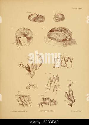 Land, Süßwasser, Mollusca, Indien, London, Taylor und Francis, 1882. Asien, Indien, Weichtiere, die Abbildung zeigt verschiedene anatomische Strukturen, die mit einem bestimmten Organismus innerhalb der Gruppe Cryptosoma zusammenhängen. Es verfügt über beschriftete Diagramme, die verschiedene Formen beschreiben, einschließlich einer Reihe organischer Formen, wie Schalen und verlängerte Anhänge. Die Unterschiede in Größe und Struktur zeigen die Komplexität der Arten und zeigen verschiedene Ansichten, die ihre einzigartigen Merkmale hervorheben. Jeder beschriftete Teil gibt Einblick in die morphologische Vielfalt, die in dieser Gruppe beobachtet wurde, stark Stockfoto