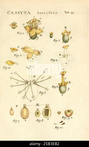 Illustratio systematis sexualis Linnaeani Francofurti ad Moenum Varrentrapp et Wenner 1789 Pflanzenklassifizierung Linnaeus der New Yorker Botanische Garten Bildwerke Carl von, das Kunstwerk zeigt eine detaillierte botanische Illustration von *Cassytha baccifera*, die verschiedene Teile der Pflanze auf mehreren gekennzeichneten Figuren zeigt. Das Arrangement umfasst Darstellungen von Blumen, Früchten und detaillierte Nahaufnahmen der Fortpflanzungsstrukturen. Die Abbildungen veranschaulichen sowohl die äußere Morphologie als auch die inneren Elemente, einschließlich Samen und Blütenstrukturen. Jede Komponente ist sorgfältig mit Buchstaben gekennzeichnet Stockfoto
