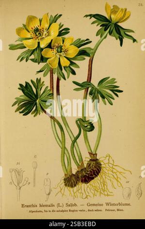 Atlas der Alpenflora v.1 Wien Alpenvereins 1882 alps atlases mountain plants The New York Botanical Garden, The illustration features the winter aconite (Eranthis hyemalis), showcasing vibrant yellow flowers that bloom early in the season, often peeking through the snow. The plant's delicate petals are arranged in a cup shape, surrounding a cluster of central stamens. Below the flowers, the leafy stems emerge from a bulbous root system, which is intricately detailed at the base of the illustration. Additionally, the surrounding annotations provide contextual information about the plant's botan Stockfoto