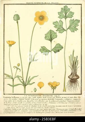 Herbier de la France, 1-48, Paris, Chez l'auteur, Didot, Debure, Belin, 1780-93, Werke, Frankreich, Pilze, Heilpflanzen, giftige Pflanzen, der New York Botanical Garden, Bildwerke, die Illustration zeigt botanische Darstellungen des Ranunkulus bulbosus, allgemein bekannt als die Knollenfussmuschel. Das Bild zeigt mehrere Schlüsselelemente: Einen markanten Blütenstamm, der mit leuchtend gelben Blüten geschmückt ist, die sich durch ihre schalenartige Form auszeichnen. Zu den Blüten gehören detaillierte Darstellungen der Blätter, die tief gelappt und in einem Rosettenmuster an der Basis angeordnet sind. Ein Abschnitt von Stockfoto