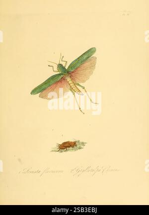 Naturgeschichte der Insekten von China, 1842, China, Insekten, Arthropoda, Chondracris rosea, Gryllotalpa chinensis, Arthropod, die Illustration zeigt einen großen Grashüpfer mit komplizierten Details, der leuchtende Grün- und Rosa-Farbtöne auf den Flügeln zeigt. Über dem Grashüpfer zeigt das Bild eine vergrößerte Ansicht seiner Anatomie, einschließlich der empfindlichen Struktur seiner Flügel und Körper. Unten ist eine kleinere Darstellung einer anderen Grashüpfer-Art dargestellt, die auf dem Boden liegt, mit ihren gedämpften Farben, die auf ein gedämpftes Aussehen hinweisen. Beide Insekten stehen vor einem hellen Hintergrund. Stockfoto