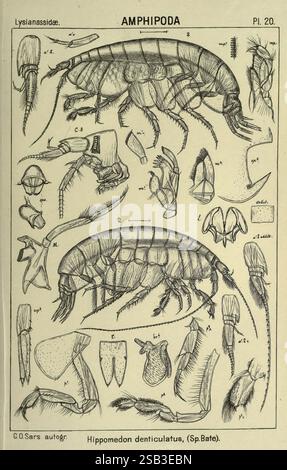 An, Account, of, The, Crustacea, Norwegen Amphipoda, (Platten), Christiania, A. Cammermeyer, 1895–1928, Norwegen, Crustacea, die Abbildung zeigt detaillierte wissenschaftliche Darstellungen verschiedener Strukturen und Merkmale der Amphipoda-Klasse, insbesondere der Art Hippomedon denticulatus. Wichtige anatomische Merkmale, wie der segmentierte Körper, Anhängsel und Mundteile, werden sorgfältig mit Buchstaben und Zahlen beschriftet. Die Darstellung umfasst Seiten- und Draufsichten des Organismus sowie Nahaufnahmen spezieller Strukturen wie Antennen und Gliedmaßen. Dies umfasst Stockfoto