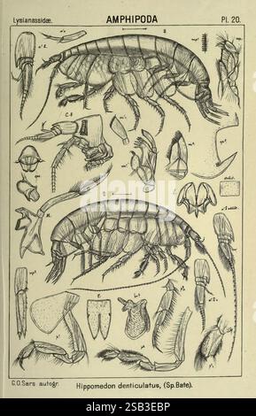 Ein Bericht über die Crustacea of Norway Amphipoda Plates Christiania, A. Cammermeyer, 1895-1928, Norwegen, Crustacea, die Abbildung zeigt eine detaillierte Darstellung verschiedener Merkmale der Klasse Amphipoda, insbesondere der Art Hippomedon denticulatus. Es enthält beschriftete Diagramme, die anatomische Strukturen wie Panzerkörper, Antennen, Mundteile und Anhängsel hervorheben. Jeder beschriftete Teil bietet einen Einblick in die Morphologie des Organismus und hilft bei der Untersuchung aquatischer Arthropoden. Die visuelle Darstellung wird von numerischen Bezeichnungen begleitet, die den einzelnen Funktionen entsprechen Stockfoto