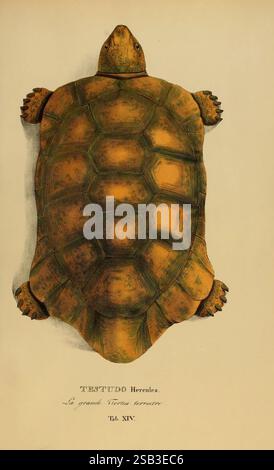 Art novae, Testudinum quas in itinere annis 1817-1820, Monachii, Impensis Editoris, 1838, Brasilien, Testudinae, Schildkröten, Chelonoidis denticulata, Gelbfüßschildkröte, Chelonoidis denticulatus, Testudo herkules, Herpetologie, Reptilien, Eine wunderschön illustrierte Schildkröte, die ihre unverwechselbare Schale mit komplizierten Mustern und Texturen zeigt. Die Schildkröte wird aus einer Top-down-Perspektive dargestellt und hebt ihren glatten, abgerundeten Panzer hervor, der mit einer Mischung aus Erdfarben verziert ist – sattem Braun und Anklängen von Grün. Jedes Segment des Schalenelements wird präzise abgegrenzt, wodurch die geometrische Konstruktion betont wird. Die Stockfoto