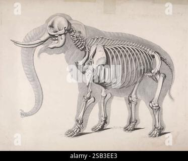 [Die vergleichende Osteologie, Bonn, in Commission bei Eduard Weber, 1821-1838, Skeleton, Anatomy Comparative, halloween, Seitenrechte, afrikanischer Elefant, loxodonta, Knochen, Säugetiere, mammalia, christian heinrich Pander, eduard dalton, Blig, Daily Sci Art, hsa, Taxonomie: Family= elephantidae, die Abbildung zeigt eine detaillierte anatomische Darstellung eines Elefanten, die seine Skelettstruktur zeigt. Das Bild hebt die großen, gekrümmten Stoßzähne und den robusten Körper hervor, wobei die Wirbelsäule, die Rippen und die Gliedmaßen hervorgehoben werden. Das komplizierte Design spiegelt die Komplexität der Anatomie des Elefanten wider Stockfoto