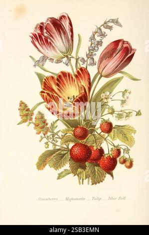 Die Sprache der Blumen oder florale Embleme der Gedanken, Gefühle und Gefühle, London, G. Routledge, 1869, Blumensprache, Ein lebhaftes Arrangement aus blühenden Blumen und Reifen Erdbeeren zeigt die Schönheit der Natur. Die Komposition zeichnet sich durch markante Tulpen mit satten Blütenblättern und komplizierten Details aus, umgeben von zarten Frühlingsblüten und sattgrünen Blättern. Kleine, üppige Erdbeeren sind durchzogen und verleihen der Szene einen Hauch von knalligem Rot. Unterhalb des Kunstwerks sind die Namen der dargestellten Pflanzen – Erdbeere, Mignonette, Tulpe und Blue Bell – elegant mit der Inschrift hig versehen Stockfoto