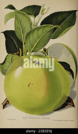 Der, Florist und, Pomologe und, Vorort, Gärtner, London, veröffentlicht, für die Inhaber, von, Herren, Kent, &, Co, 1880, Blume, Gartenarbeit, Obst, Kultur, Gartenarbeit, Großbritannien, Zeitschriften, eine lebendige Darstellung eines Apfel-Eddinsville-Sämlings, der die glatte, glänzende Oberfläche der grünen Frucht zeigt. Der Apfel ist teilweise von üppigen, gesunden Blättern verdeckt, die eine Reihe von Farben von tiefem bis hellgrünem Grün aufweisen. Zarte Stiele unterstützen die Szene und verbessern die Lebendigkeit. Diese Zusammensetzung fängt das Wesen des natürlichen Wachstums und der Fruchtbarkeit ein und betont sowohl das f Stockfoto