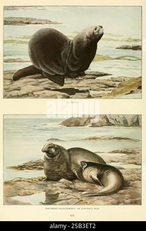 Wilde Tiere aus Nordamerika Washington, D.C. Säugetiere Nordamerika Enhydra lutris Mirounga angustirostris Edward William Nelson Louisa Agassiz Fuertes Latax lutris Seeotter Nordseelefant Elefantenrobbe Nordseelefant Robbe Nordseelefant Robbe, die Abbildung zeigt zwei unterschiedliche Meeressäuger und hebt ihre einzigartigen Eigenschaften und natürlichen Lebensräume hervor. Auf der Spitze ist ein Seeotter abgebildet, der sich durch sein schlankes Fell und sein verspieltes Verhalten auszeichnet, das oft auf dem Rücken in Küstengewässern schwimmt. Darunter befindet sich ein Elefantenrobbe, der für seine große Größe und markante Schnauze bekannt ist, auf Felsen liegend Stockfoto