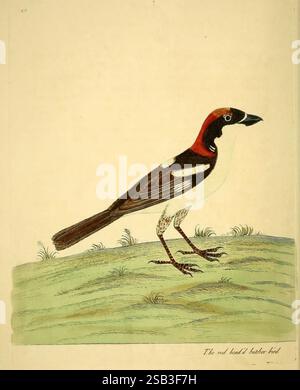 A, Natur, Geschichte, Vögel, London, gedruckt, für den Autor und verkauft, von William, Innys, in, St, Paul's, Church, Yard, John, Clarke, unter, Royal-Exchange, Cornhill und John, Brindley, AT, The, King's, Arms, in, Neu, Bond-Street, MDCCXXXI-MDCCXXXVIII, [1731-1738], Vögel, Bilder, Werke, Lanius, senator Woodchat, Shrike, Eine wunderschön illustrierte Darstellung eines Vogels, gekennzeichnet durch seine auffälligen Merkmale. Der Vogel hat eine markante rote Kappe auf dem Kopf, die sich vom schwarz-weißen Gefieder seines Körpers abhebt. Seine schlanken Beine stehen auf einer grasbewachsenen Oberfläche und betonen das e Stockfoto