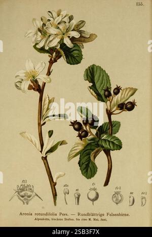 Atlas der Alpenflora, Wien, Alpenvereins, 1882, alps, Atlanten, Bergpflanzen, die Illustration zeigt eine detaillierte botanische Studie der Aronia rotundifolia, allgemein bekannt als die rundblättrige Aronia. Auf der Spitze blühen zarte weiße Blüten mit fünf Blütenblättern und grünen Sepalen anmutig und zeigen ihre komplizierte Struktur. Unterhalb der Blüten befinden sich üppig grüne Blätter, die sich durch ihre breite, abgerundete Form und gezackte Kanten auszeichnen. Neben der Pflanze werden verschiedene botanische Details vorgestellt, darunter beschriftete Diagramme ihrer Früchte und spezifische Blumenteile, die die wissenschaftliche Repression verbessern Stockfoto