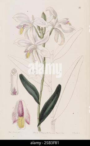 Edwards botanisches Register London, James Ridgway, 1829-1847 1829 Botanik Kupferstich England Grafikmedien Großbritannien handfarbige Ikonen Zeitschriften Bildwerke Pflanzeneinführungspflanzen Zierpflanzen Sarah Ann Drake 2 Frauen in der Wissenschaft präsentiert die Komposition eine wunderschön illustrierte Orchidee, die ihre eleganten weißen Blüten und charakteristischen gelben Antheren zeigt. Die Blume mit ihrer zarten Struktur wird von detaillierten Skizzen begleitet, die wichtige Merkmale wie die reproduktiven Teile und Blätter hervorheben. Jedes Element wird aufwändig gerendert, um den botanischen Akzent zu vermitteln Stockfoto